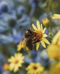Jeantet s'investit dans la préservation des abeilles avec la société Ruchappy